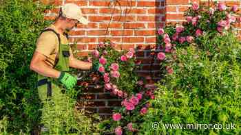 Four gardening jobs 'you can still do' during UK heatwave hosepipe ban