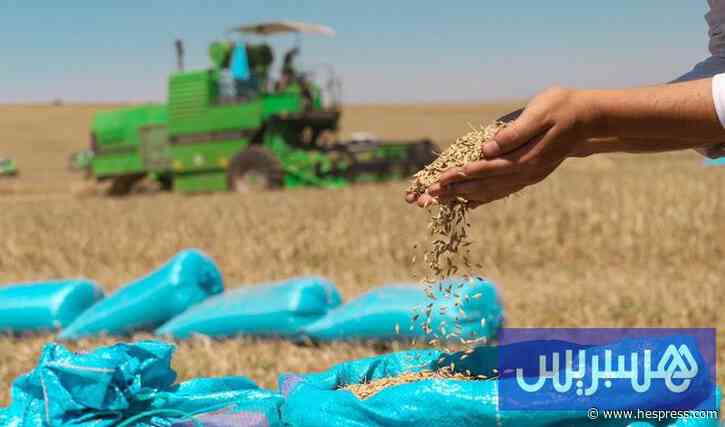 ارتفاع قدرات تخزين الحبوب في لمغرب