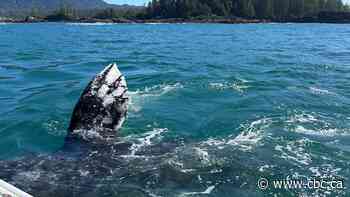 Grey whales are dying along our shores. Researchers say a warming climate may be part of the problem