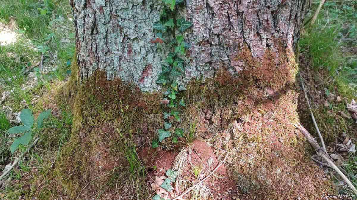AELF und WBV raten: Waldbesitzer sollen Fichten kontrollieren