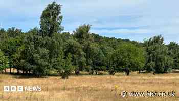 Wildlife trust 'horrified' by meadows sale plan