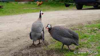 Guinea fowl sales spike in N.S. as homeowners look for natural tick control