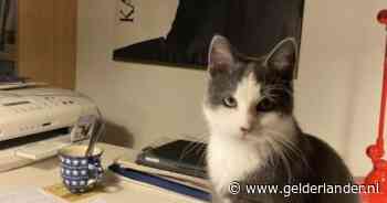 Heb jij Boris, SammyJo of Cooper gezien? Deze 10 huisdieren worden in Arnhem vermist