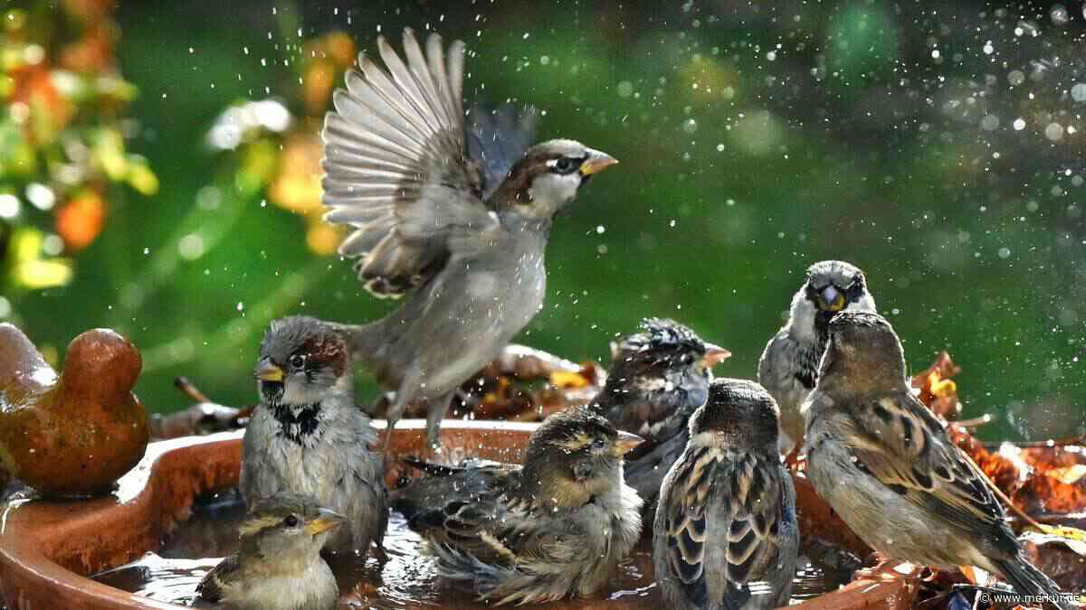 Wie Sie Wildtiere im Garten während einer Hitzewelle schützen
