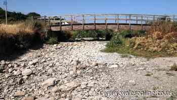 Thousands of fish found dead at dried up Welsh river