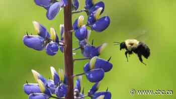 Busy bees: Enjoy these photos from around New Brunswick