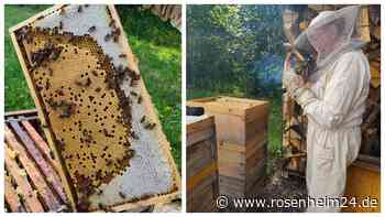 Untertan der Bienen: Wie sich ein Berblinger Imker den Launen seines Volkes aussetzt