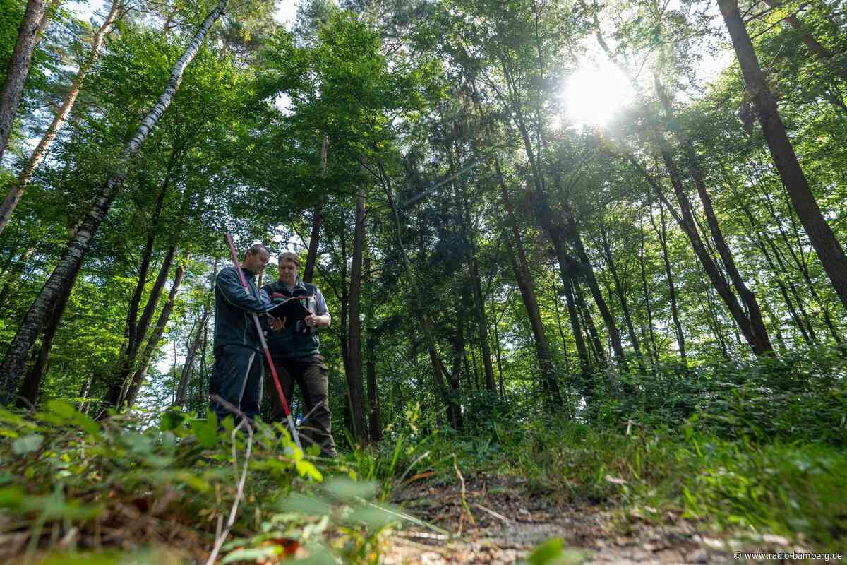Käfer, Pilze, Blattverlust – 16.000 Bäume werden untersucht