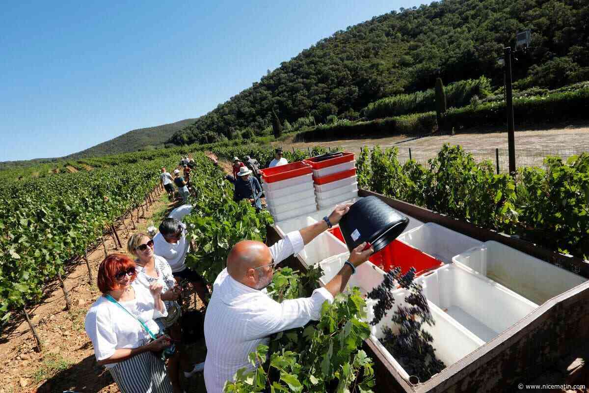 Des vins aux saveurs uniques, un terroir particulier, un savoir-faire à défendre... On vous explique pourquoi les Côtes de Provence La Londe visent la mention « cru »
