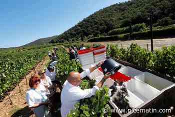 Des vins aux saveurs uniques, un terroir particulier, un savoir-faire à défendre... On vous explique pourquoi les Côtes de Provence La Londe visent la mention « cru »