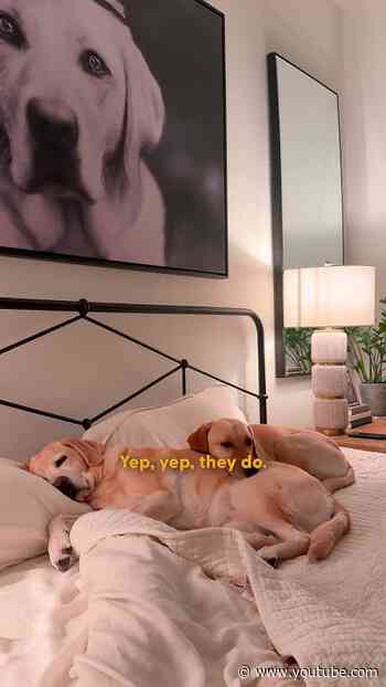 The Biggest Photo In The House Is Of The Dog | The Dodo