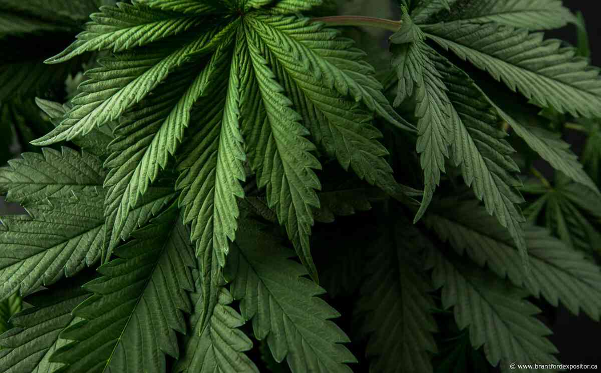 Six Nations council repeals cannabis control regulations