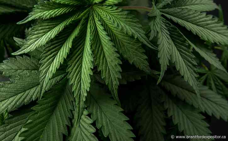 Six Nations council repeals cannabis control regulations