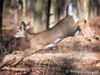 Essex hunter fined $3,000 for unlawful deer hunt