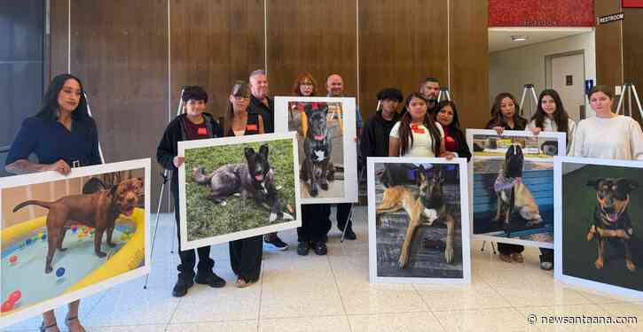 Irvine dog trainer sentenced to nearly 12 years after 11 dogs died in a hot van