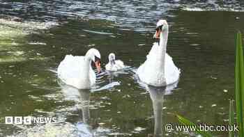 Swans have surprise baby despite oil spill