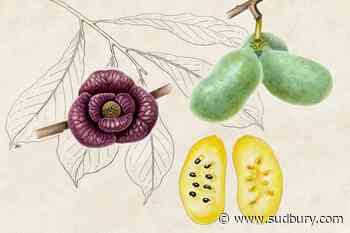 The quest to bring the ancient pawpaw fruit back to Ontario