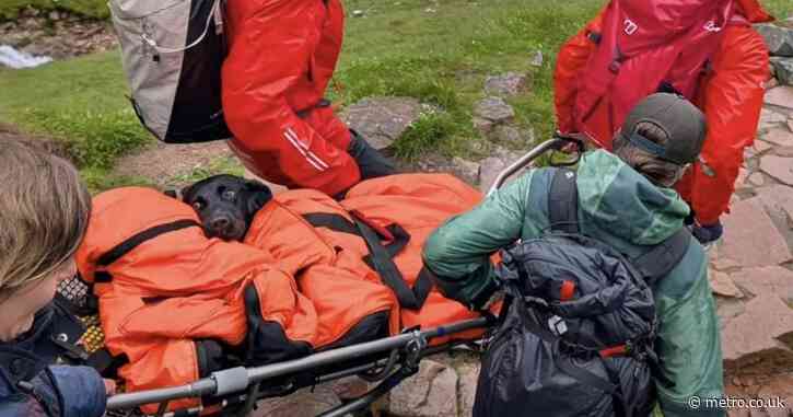 Labrador that ‘ate cannabis’ while on Ben Nevis hike saved by mountain rescue