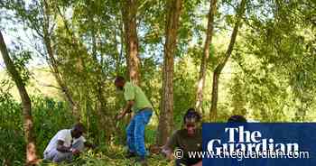 ‘We plant belonging’: how nature charities and asylum seekers work together in UK countryside