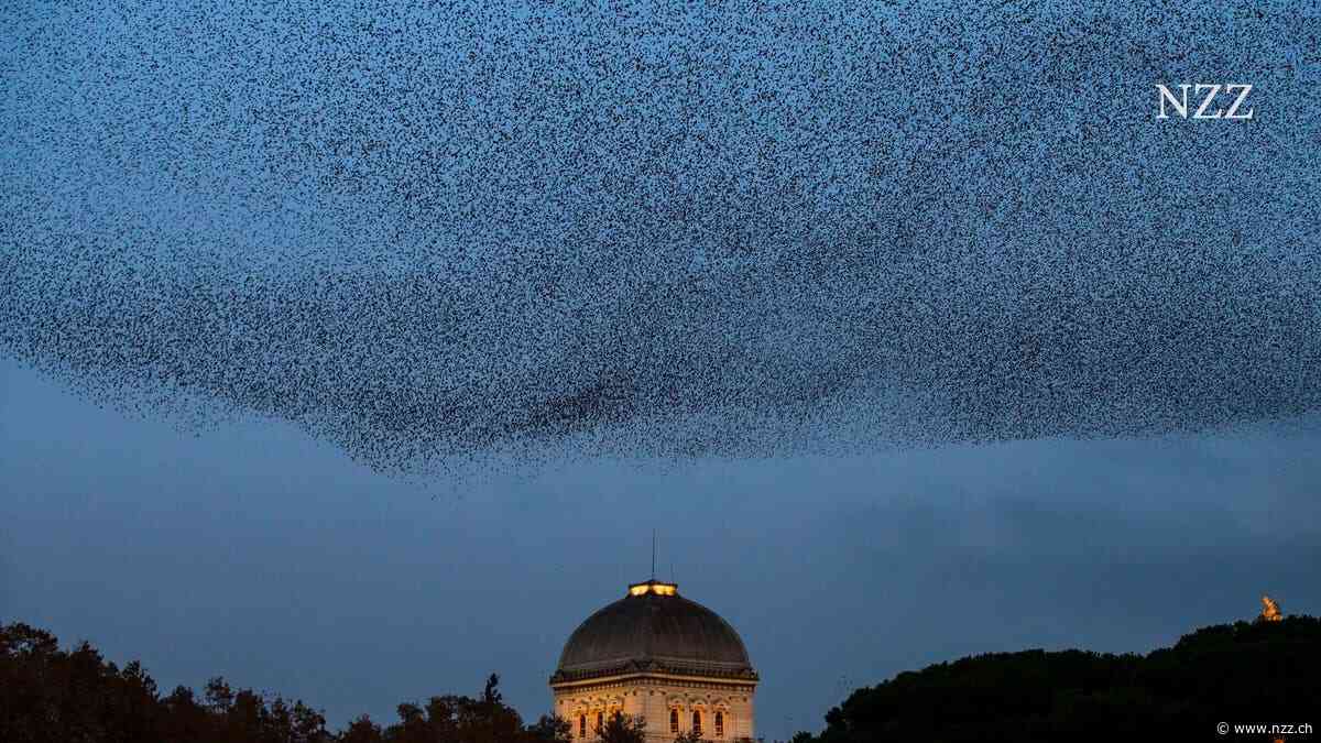 Juden in Rom: verraten, versteckt und doch angenommen