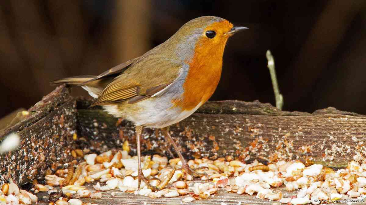 Three simple tasks can attract wildlife to your garden now during the heatwave