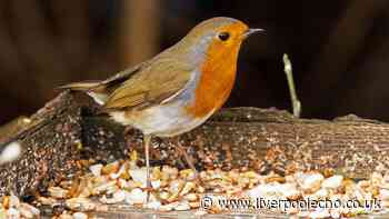 Three simple tasks can attract wildlife to your garden now during the heatwave
