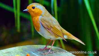 Gardeners told to stop feeding robins one everyday food in July