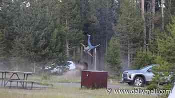 Terrifying moment Grandpa is LAUNCHED eight feet in the air by charging bison at Yellowstone
