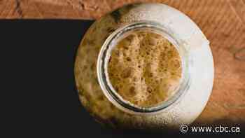 B.C. researchers turn to wild yeast in bid to help struggling craft breweries