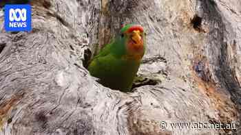 What happened when a rare bird found a place to nest near a logging coupe