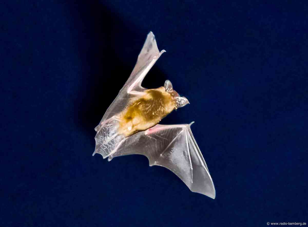 Fledermaus verirrt sich in Schlafzimmer