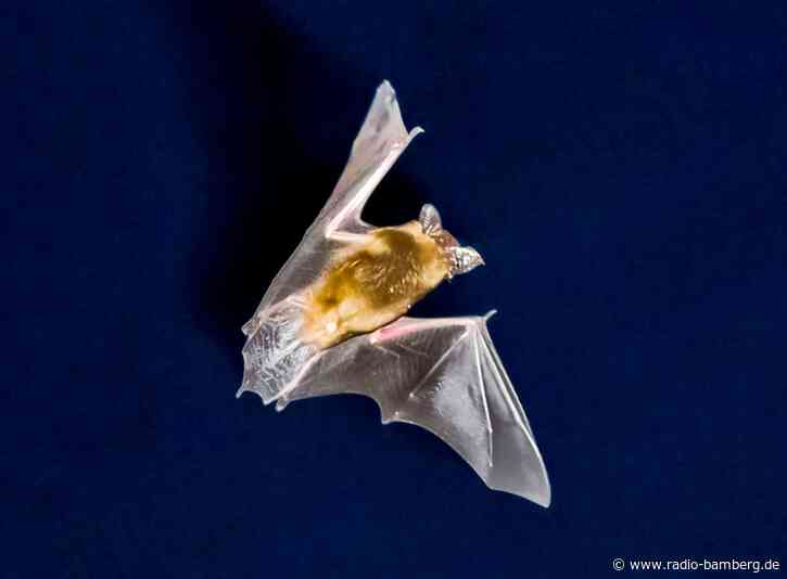 Fledermaus verirrt sich in Schlafzimmer