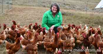 Show must go on for poultry producers as bird flu threat waits in the wings