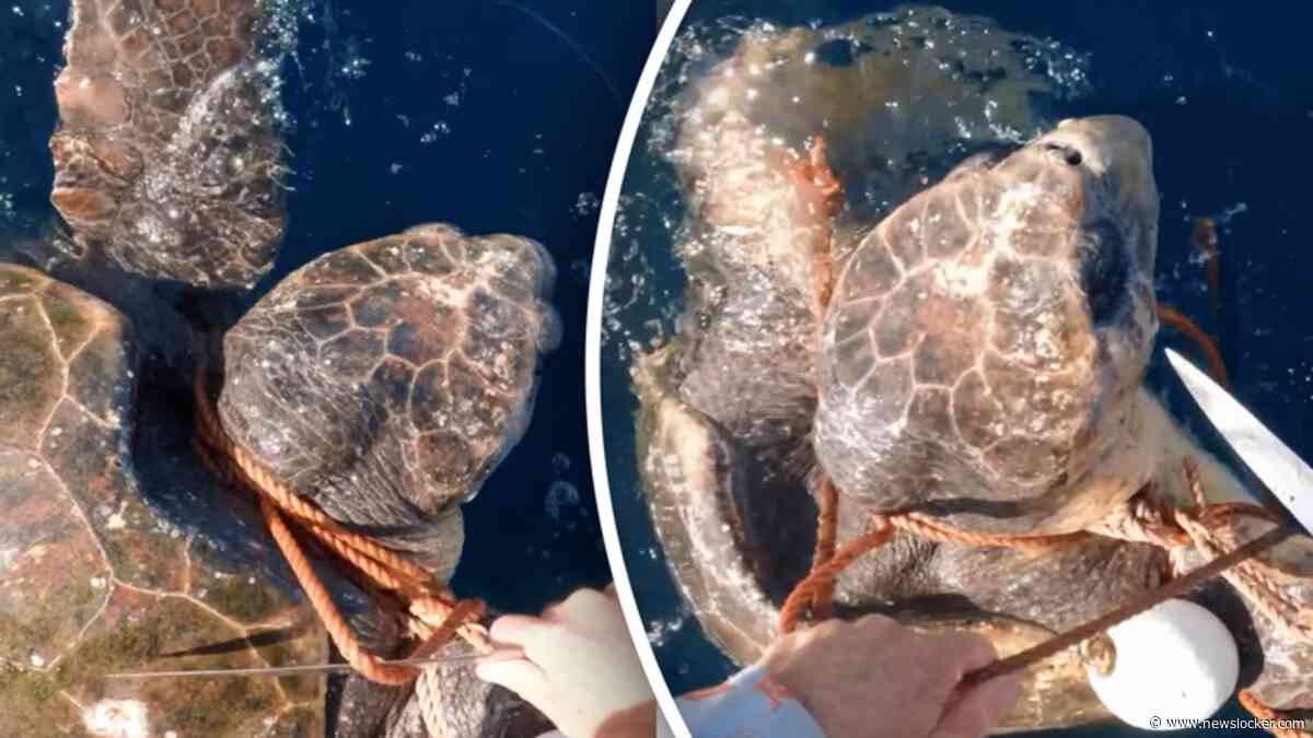 Heldhaftig moment: vissers redden verstrikte zeeschildpad