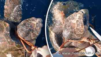 Heldhaftig moment: vissers redden verstrikte zeeschildpad