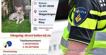 Politie gaat af op melding van wolf in Wageningen, blijkt vermiste hond