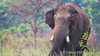 Killer elephant leaves dad devastated after stalking and murdering four members of his family in chilling attacks