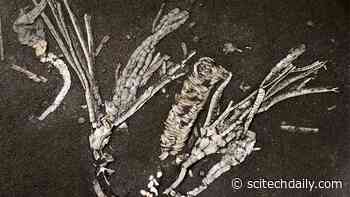 “One in a Million” Find: Soft Tissue Discovered in 450-Million-Year-Old Fossil
