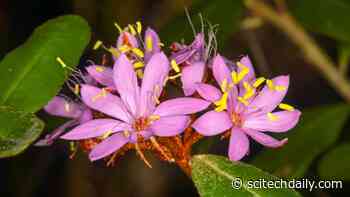 Scientists Uncover New Plant Species Hidden in Plain Sight for More Than 100 Years