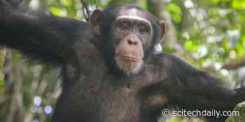 Chimpanzees Keep Throwing Stones at the Same Trees – Scientists Want To Know Why