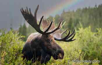 New Research Challenges a Long-Held Myth About Colorado Moose