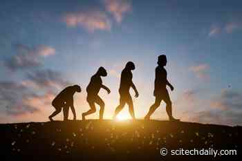 New Study Rewrites the Story of How Humans Got Bigger