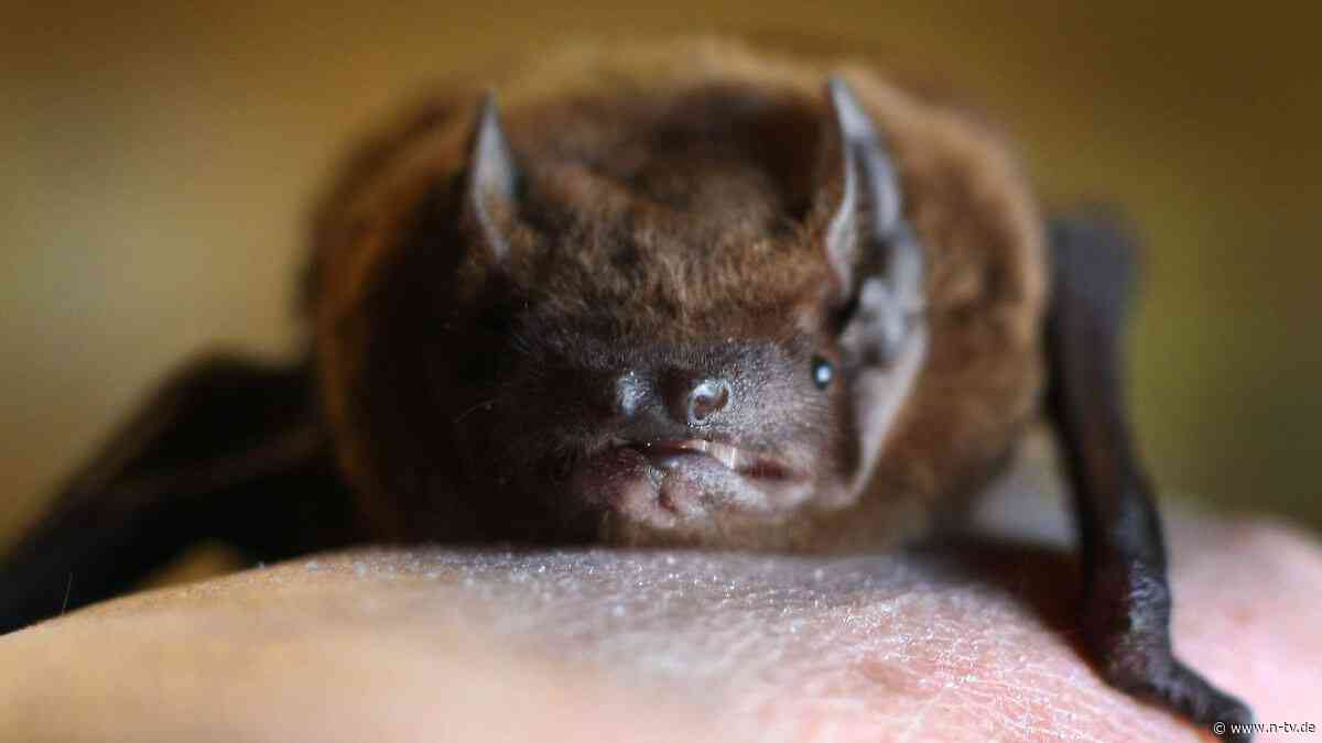 Mutter in Sorge, Kinder in Angst: Polizei befördert Fledermaus aus Schlafzimmer