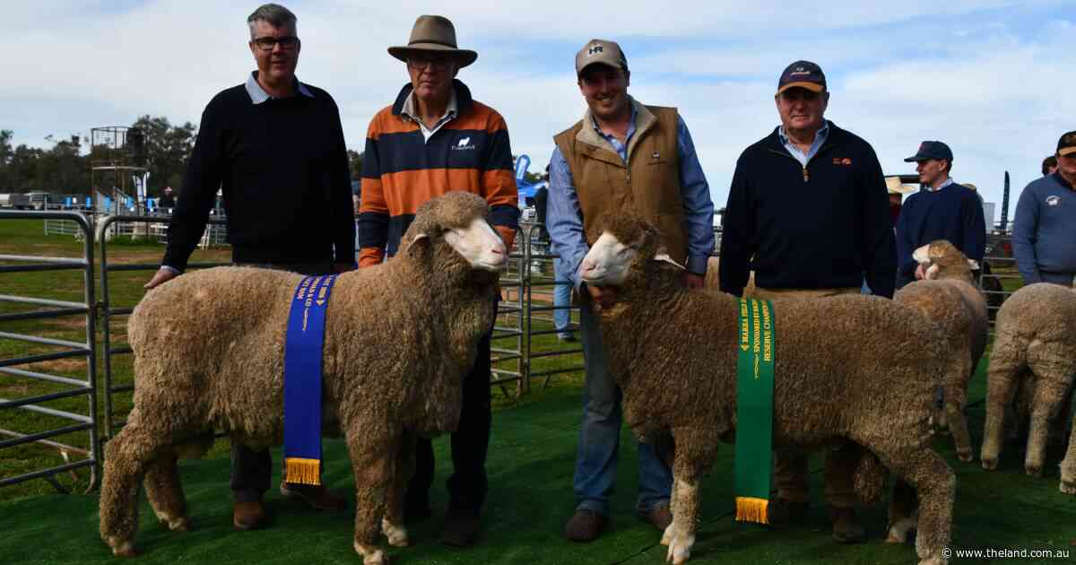 Green shoots and prized sheep: impressive hogget follows in father's footsteps