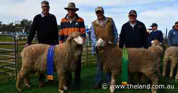 Green shoots and prized sheep: impressive hogget follows in father's footsteps