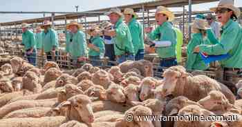 The nations underpinning the lamb export trade amid slow Middle East recovery