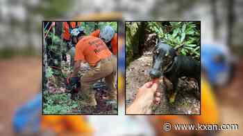 Missing dog survives fall from 65-foot cliff, rescued