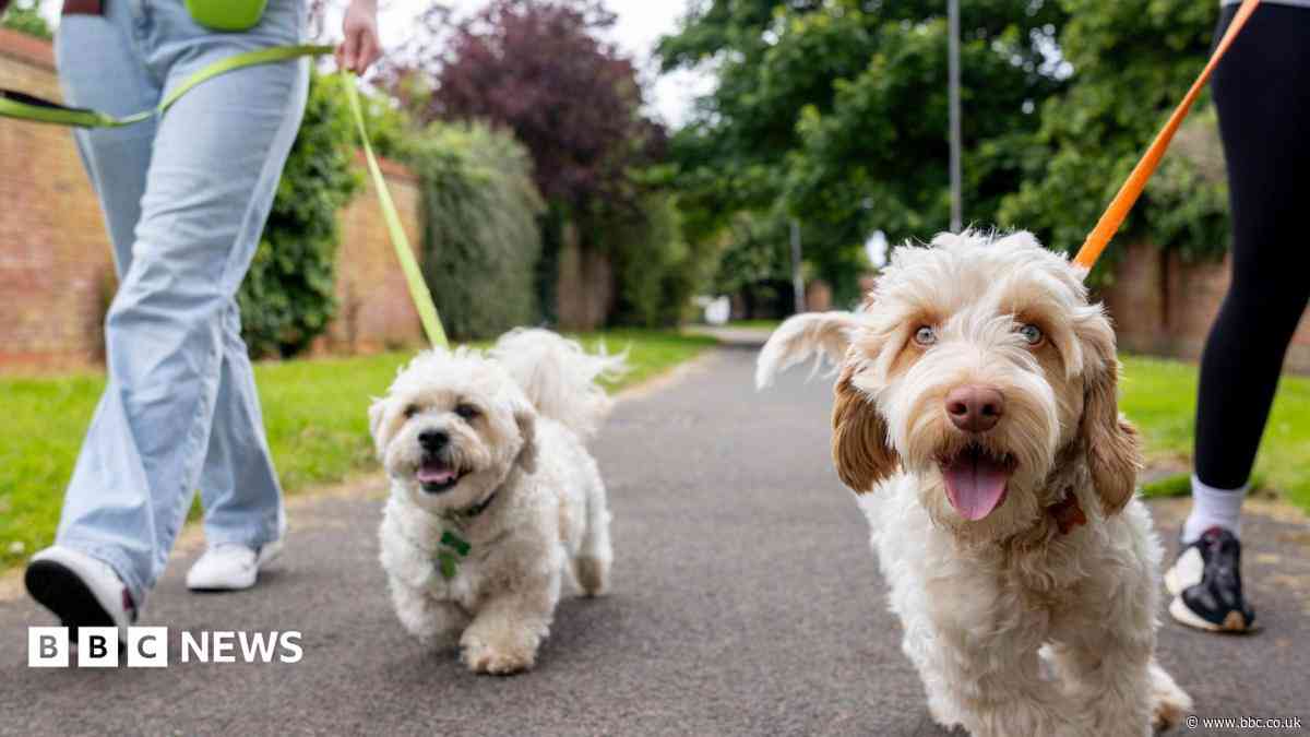 Why walking dogs in a heatwave can be dangerous