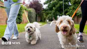 Why walking dogs in a heatwave can be dangerous