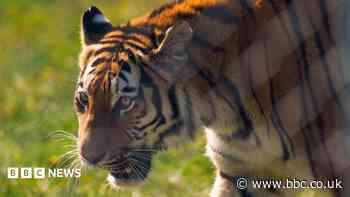 Amur tiger Ginger Biscuit settles into new home